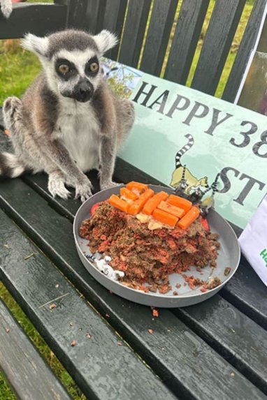 39 yaşındaki lemur Stumpy, Guinness Rekorlar Kitabı'na girdi